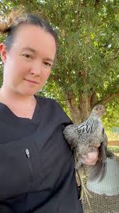 What breed of chicken is this?