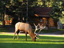 Wifi, pool tables, hot tubs, jacuzzis, decks with views Kanada Spezialist Sk Touristik Alpine Village Cabin Resort