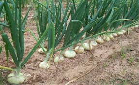 Also called tender bulbs, these bulbs are planted in spring and flower or leaf out in summer. How To Grow Your Plant Onion Farm Guide Pinoy Negosyo