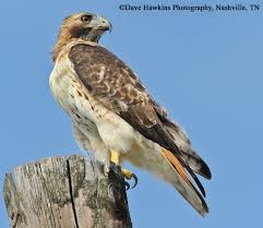 Many types of birds can be classified based on size, weight, mannerisms, etc. Red Tailed Hawk State Of Tennessee Wildlife Resources Agency