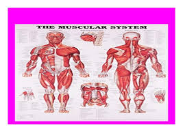Audiobooks_ The Muscular System Anatomical Chart Book Full