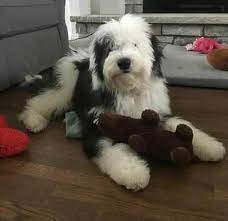 Sheepadoodle Breeders Sheepadoodles Org Sheepadoodle Puppy Old English Sheepdog Puppy Sheepadoodle