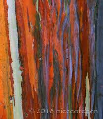 Bark Of Eucalyptus Deglupta Rainbow Gum Rainbow Eucalyptus Tree Rainbow Eucalyptus Eucalyptus Deglupta