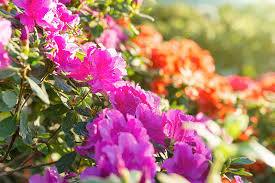 Maybe you would like to learn more about one of these? How To Grow And Care For Azaleas