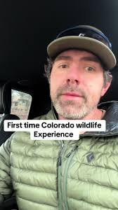 Rare Wildlife Encounter: Bison and Elk in Colorado