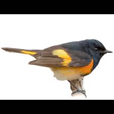 Image result for Rutidea orientalis