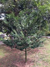 Image result for Diospyros ferrea