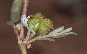 Image result for Zygophyllaceae