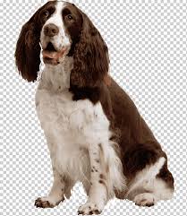 Как ухаживать за взрослой собакой, чем кормить? Velsh Springer Spaniel Anglijskij Springer Spaniel Anglijskij Koker Spaniel Poroda Sobak Krevetka Raznoe Zhivotnye Hishnik Png Klipartz