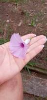 Image result for Ipomoea blepharophylla