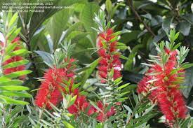 Long (10 cm) bloom in late. Plantfiles Pictures Callistemon Red Cluster Bottlebrush Tree Clemson Hardy Callistemon Rigidus By Donnacreation