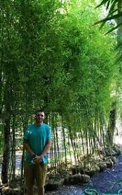 Tall ornamental grasses provide privacy and beauty for the landscape. Bamboo Plant Instant Privacy 50 Bamboo Plants 15 Tall Fence 1 2off Wholesale Ebay