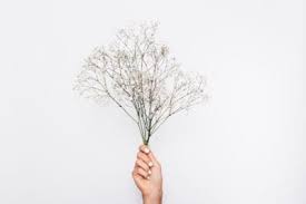 Maybe you would like to learn more about one of these? Is Baby S Breath Bad For Your Skin Learn About Baby S Breath Rash Treatment