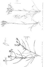 Image result for Platycoryne buchananiana