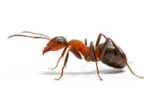 Name Of Insects In Hindi And English
