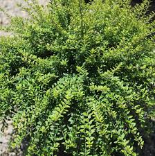 Image result for Lonicera