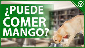 Un Perro Puede Comer Mango Descubre Todos Los Beneficios Para Tu Canino Blog De Animales