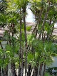 Image result for Acoelorrhaphe wrightii