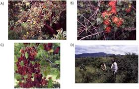 Image result for Combretum psidioides