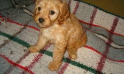 Cavapoo and mini cavapoo breed. Adorable Cavapoo Puppies For Sale In Sturbridge Massachusetts Animals Nstuff