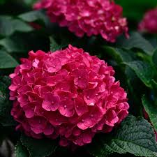 Image result for Ozoroa macrophylla