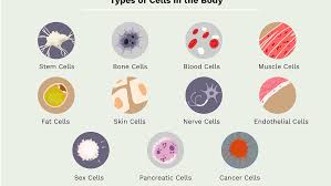 Start studying animal and plant cells. 11 Different Types Of Cells In The Human Body