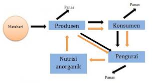 Dunia Kita Aliran Energi Dalam Ekosistem