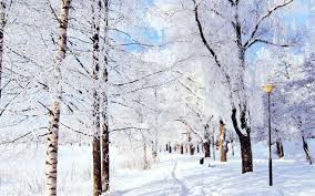 1024x1024 free winter ipad wallpaper. Winter Pure Snowy Park Ipad Wallpapers Free Download