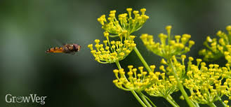 Best flowers to attract bees nz. Growing Flowers To Attract Beneficial Insects
