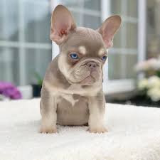 Tige has been sold to a wonderful lady in austin. Isabella French Bulldog My Frenchie Club