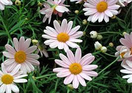 Annunci da privato a privato e di agenzie immobiliari. Margherite Caratteristiche E Coltivazione Giardinaggio Fiori Animali E Centinaia Di Articoli Passo Passo
