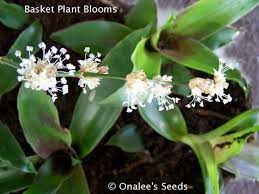 Basket Plant Blooms Calludia Fragrans Known As Family Dr Plant This Easily Cultivated Heirloom Herb Has Over 200 Docum Plants Medicinal Plants Fragrant Plant