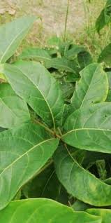 Image result for Terminalia superba