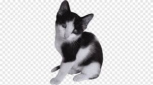 Avrupa Stenografi Amerikan Wirehair Biyik Ege Kedi Yavru Kedi Yavru Kedi Kedi Memeli Gibi Hayvanlar Png Pngegg