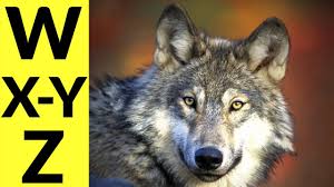 Animals that start with w. Animals Starting With W X Y Z Learn Animal Words That Start With Letters W X Y And Z Youtube