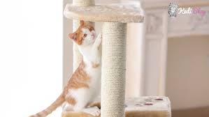 Etrafi Tirmalayan Kedilere Ozel En Iyi 5 Kedi Tirmalama Tahtasi Kedi Blog