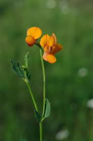 Image result for Lotus namulensis