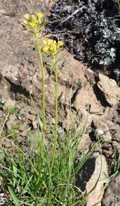 Image result for Bulbine capitata