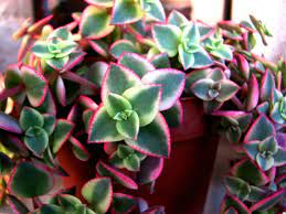 This tutorial shows how to boost crassula marginalis rubra 'variegata' growth with keiki paste. Crassula Pellucida Subsp Marginalis Variegata World Of Succulents