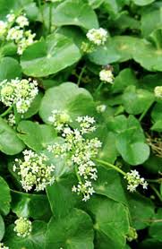 Image result for Centella asiatica