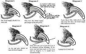 Learn how to get your puppy accustomed to nail trimming, equipment needed, and how to do it right at home. Nail Trimming Tips