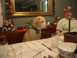 Maybe you would like to learn more about one of these? Cheeky Dogs And Cats Sitting At The Dinner Table Just Don T Understand They Re Not Human Huffpost Life