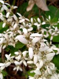 Image result for Congea