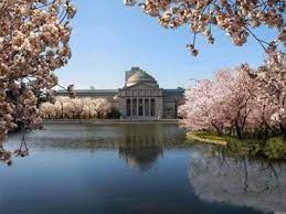 Photos More Cherry Blossom Trees Come To Jackson Park Jackson Park Chicago Cherry Blossom Tree Cherry Blossom