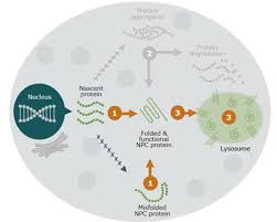 Headquarters in chicago as the company prepares for commercialization. Orphazyme A S Registration Statement Drs A