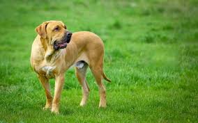 In this new animalwised video, we talk about one of the most popular. Fila Brasileiro Brazilian Mastiff Dog Origin Behavior Trainability Puppy Price Health Facts