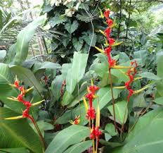 Pin On Tropical Garden