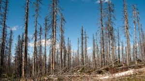 Acid rain is a rain or any other form of precipitation that is unusually acidic, meaning that it has elevated levels of hydrogen ions (low ph). Cuales Son Los Efectos Y Consecuencias De Lluvia Acida Contaminacion