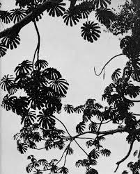 Image result for Musanga