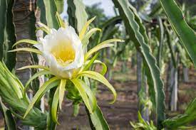 They're more widespread and less expensive when purchased in a region where. When Does A Dragon Fruit Bloom Reasons For No Flowers On Dragon Fruit Cactus